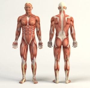 Anatomy Navigator Anatomy Navigator